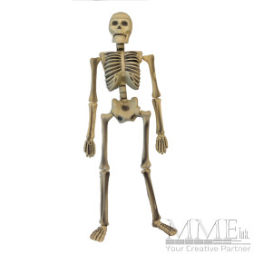 Skeleton Skeleton