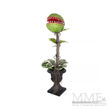 Venus Flytrap in Urn